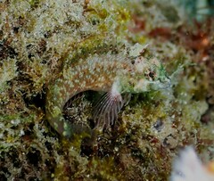 Enneapterygius atrogulare