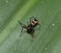 Micrathena fissispina