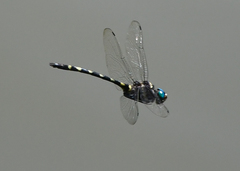Macromia pacifica