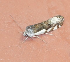 Tarache augustipennis