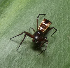 Micrathena fissispina