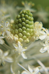 Xerophyllum asphodeloides