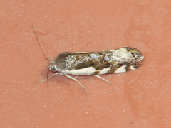 Tarache augustipennis