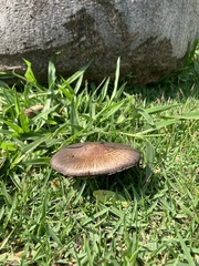 Fungi