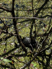 Trachemys scripta scripta