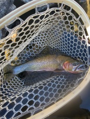 Oncorhynchus clarkii