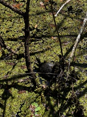 Trachemys scripta scripta