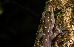 Hemidactylus prashadi