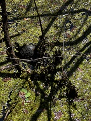 Trachemys scripta scripta