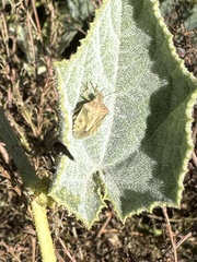 Thyanta custator accerra