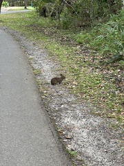 Sylvilagus palustris