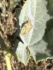 Thyanta custator accerra