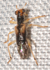 Phyllobaenus verticalis