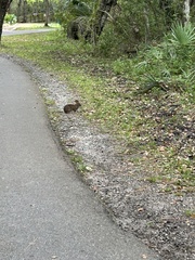 Sylvilagus palustris
