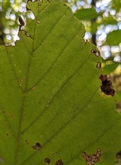 Caloptilia superbifrontella