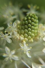 Xerophyllum asphodeloides