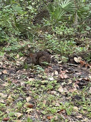 Sylvilagus palustris