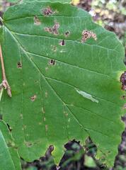 Caloptilia superbifrontella