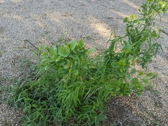 Funastrum