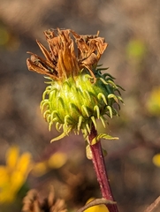 Grindelia integrifolia