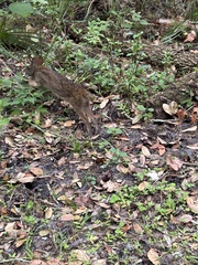 Sylvilagus palustris