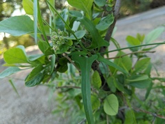 Funastrum