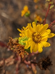 Grindelia integrifolia