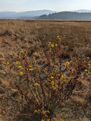 Grindelia integrifolia