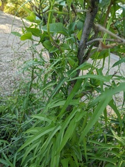Funastrum
