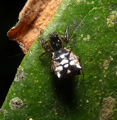 Micrathena picta