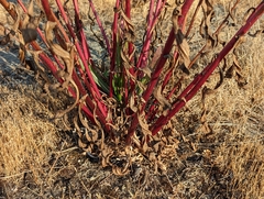 Grindelia integrifolia