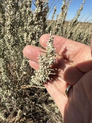 Artemisia filifolia