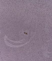 Dermestidae