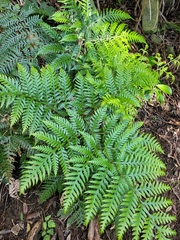 Pteris carsei