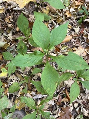 Solidago flexicaulis