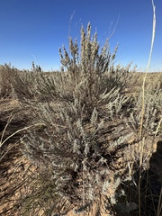Artemisia filifolia