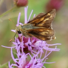 Hesperia meskei