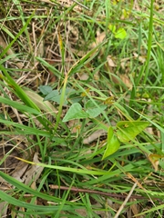 Platylobium obtusangulum