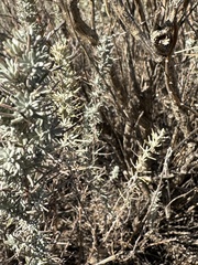 Artemisia filifolia