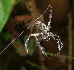 Parawixia