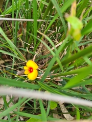 Platylobium obtusangulum