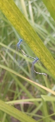Lestes forcipatus