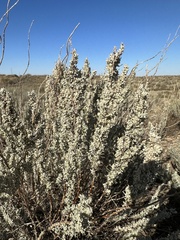Artemisia filifolia