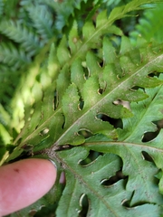 Pteris carsei