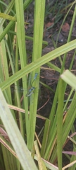 Lestes forcipatus