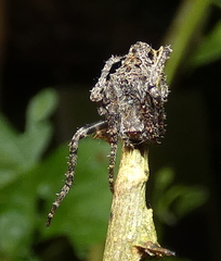 Parawixia