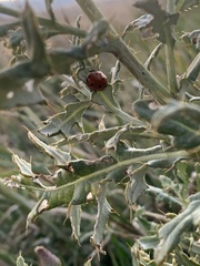 Hippodamia convergens