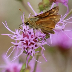Hesperia meskei