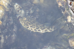 Sphoeroides greeleyi