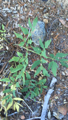Osmorhiza occidentalis